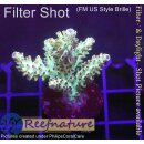 4C3-5 WYSIWYG - Acropora sp. (Table)  Höhe 35mm