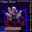4C3-5 WYSIWYG - Acropora "summertime"  Höhe 43mm