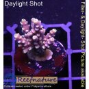 4C3-5 WYSIWYG - Acropora "summertime"  Höhe 43mm