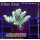 4C3-5 WYSIWYG - Acropora sp. (Table)  Höhe 35mm