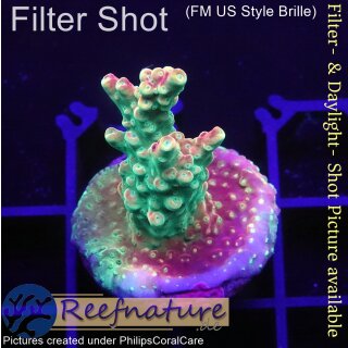 4C3-6 WYSIWYG - Acropora pink paletta, Höhe 37mm