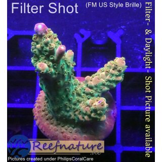 4C3-6 WYSIWYG - Acropora pink paletta, Höhe 45mm