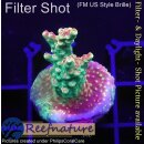 4C3-6 WYSIWYG - Acropora pink paletta, Höhe 37mm