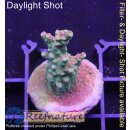 4C3-6 WYSIWYG - Acropora pink paletta, Höhe 37mm
