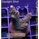 4C3-6 WYSIWYG - Acropora pink paletta, Höhe 45mm