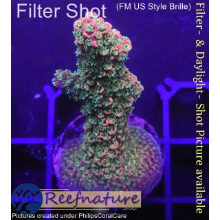 4C4-2 WYSIWYG - Acropora Red Staghorn  Höhe 45mm