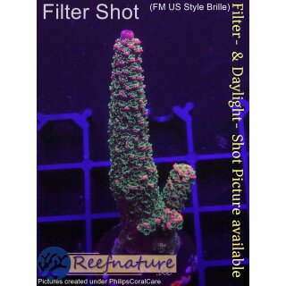 4C4-2 WYSIWYG - Acropora Red Staghorn  Höhe 60mm
