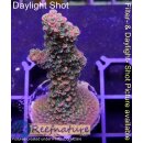 4C4-2 WYSIWYG - Acropora Red Staghorn  Höhe 45mm