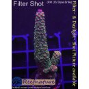 4C4-2 WYSIWYG - Acropora Red Staghorn  Höhe 60mm