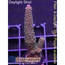 4C4-2 WYSIWYG - Acropora Red Staghorn  Höhe 60mm