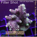 4C4-3 WYSIWYG - Acropora millepora  Large Höhe 60mm