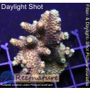 4C4-3 WYSIWYG - Acropora millepora  Large Höhe 60mm