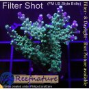 4C4-5 WYSIWYG - Acropora batunai Gelb, blaue Spitzen Höhe 36mm