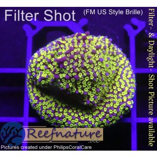 4C5-1 WYSIWYG - Montipora Rainbow