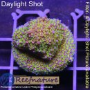 4C5-1 WYSIWYG - Montipora Rainbow