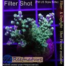 4C5-3 WYSIWYG - Acropora secale, Höhe 50mm