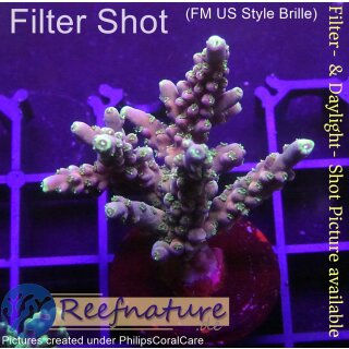4C5-4 WYSIWYG - Acropora candyland Höhe 43mm