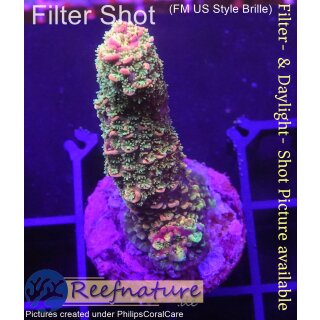 4C6-1 WYSIWYG - Acropora Red Staghorn, Höhe 42mm