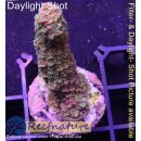 4C6-1 WYSIWYG - Acropora Red Staghorn, Höhe 42mm