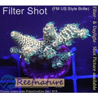4C7-1 WYSIWYG -  Montipora Crazy T "gelb"