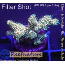 4C7-1 WYSIWYG -  Montipora Crazy T "gelb"