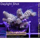 4C7-1 WYSIWYG -  Montipora Crazy T "gelb"