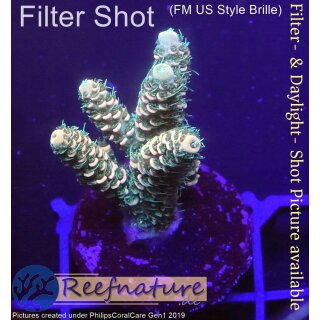 4C7-2 WYSIWYG -  Acropora millepora Höhe 34mm