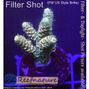 4C7-2 WYSIWYG -  Acropora millepora Höhe 34mm