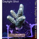 4C7-2 WYSIWYG -  Acropora millepora Höhe 34mm