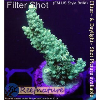 4C7-3 WYSIWYG -  Acropora sp. Höhe 51mm