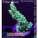 4C7-3 WYSIWYG -  Acropora sp. Höhe 51mm