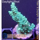 4C7-3 WYSIWYG -  Acropora sp. Höhe 51mm