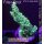 4C7-3 WYSIWYG -  Montipora Crazy T "gelb"