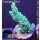 4C7-3 WYSIWYG -  Montipora Crazy T "gelb"