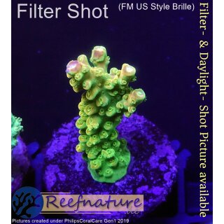 4C7-4 WYSIWYG -  Montipora grafted Grade_A