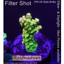 4C7-4 WYSIWYG -  Acropora mango Garden (Indonesien)...