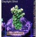 4C7-4 WYSIWYG -  Acropora mango Garden (Indonesien) Höhe 32mm