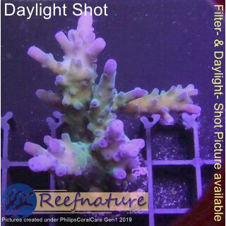 4C7-5 WYSIWYG -  Montipora grafted Grade_A