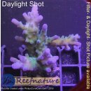 4C7-5 WYSIWYG -  Acropora sp. Höhe 50mm