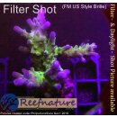 4C7-5 WYSIWYG -  Montipora grafted Grade_A