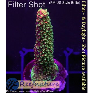 4A3-4 WYSIWYG - Acropora sp. staghorn red Höhe 53mm