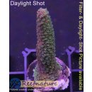 4A2-6 WYSIWYG - Cyphastrea sp. (Australien)