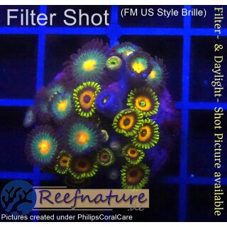 H1-R3-1 WYSIWYG - Zoanthus "mix"