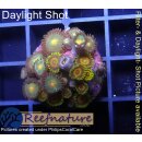 H1-R3-1 WYSIWYG - Zoanthus "mix"