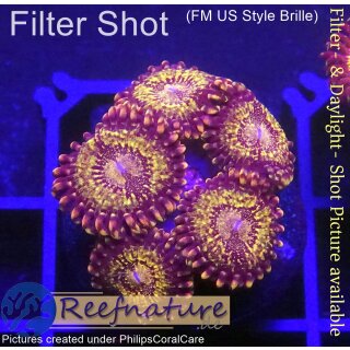 H1-R3-2 WYSIWYG - Zoanthus "sp. Gold"