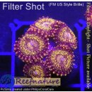H1-R3-2 WYSIWYG - Zoanthus "sp. Gold"