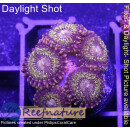 H1-R3-2 WYSIWYG - Zoanthus "sp. Gold"