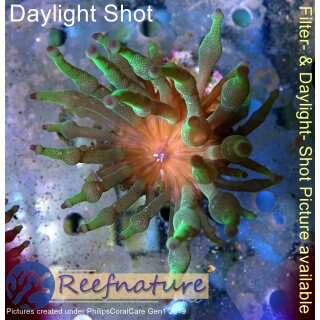 WYSIWYG - Entacmaea quadricolor green 4-8cm