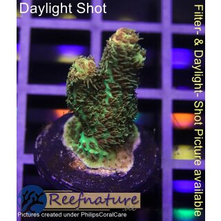 4A4-1 WYSIWYG - Acropora millepora, Höhe 27mm