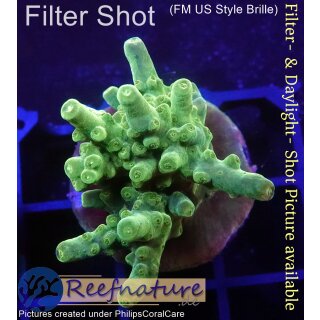4A4-1 WYSIWYG - Acropora Poison Frog, Höhe 30mm